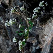 Image result for Arabis alpina