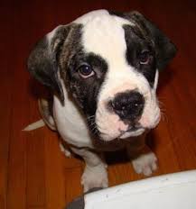 American Bulldog Dog Breed Pictures 1