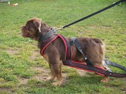 Like puppies, bunnies, babies, and so on. Mammut Bulldog Bearcoated Bulldog Dog Life Dog Breeds Bulldog