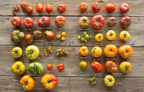 It doesn't have to be an heirloom to taste good. Heirloom Tomatoes Seeds Varieties Family Food Garden