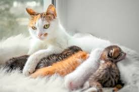 Hal ini penting untuk kesehatan jangka panjang kucing, mengurangi risiko radang sendi, diabetes, dan penyakit hati, jelas dr robb. Apakah Kucing Bisa Mengalami Keguguran Si Binatang