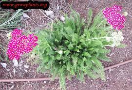 Achillea Plant Plants Pretty Plants Fragrant Flowers