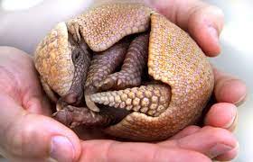 Baby Armadillo Baby Animals Pictures Cute Baby Animals Baby Animals