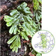 Image result for Hymenophyllum tunbridgense