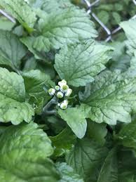 Image result for Dichrocephala