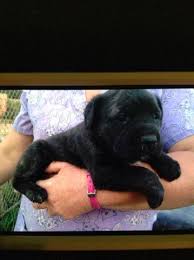 However, to mitigate the risks, have the puppy grow up with kids and provide. Cane Corso Eng Mastiff Puppies For Sale In Carrollton Ohio Classified Americanlisted Com