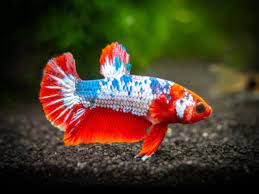 Plakat bettas look closest to the wild type. 14 Types Of Betta Tails In The World Hibetta Com The 1 Website For Betta Fish Fans