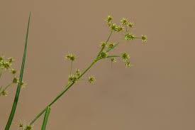 Image result for Rhynchospora holoschoenoides