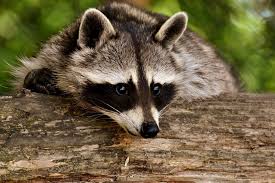 What to do if you see a Rabid Raccoon - Hamilton, ON