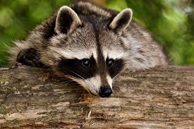 Maybe you would like to learn more about one of these? What To Do If You See A Rabid Raccoon Hamilton On