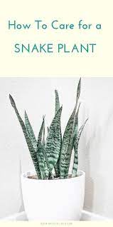 How To Care For A Snake Plant Succulents Snake Plant Plants Snake Plant Care