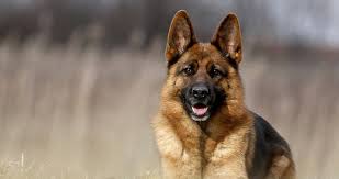 Jun 02, 2021 · the east european shepherd breed definitely falls into this second category! The German Shepherd