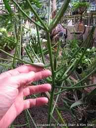 Image result for Euphorbia tholicola