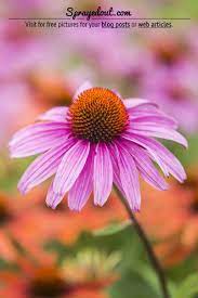 Purple Coneflower Echinacea Purpurea Flower Free Picture For Bloggers Coneflowers Flowers Photog Free Pictures Of Flowers Echinacea Purpurea Free Pictures