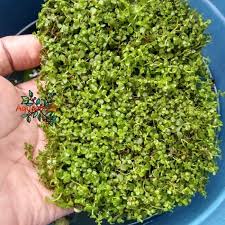 Echinodorus amazonicus tidak bisa hidup tanpa co2. Jual Monte Carlo Tanaman Karpet Aquascape Tanpa Tanah Jakarta Timur Aquazoy34 Tokopedia