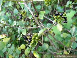 Image result for Pavetta uniflora