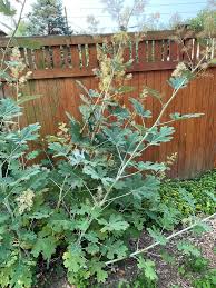 Image result for Macleaya