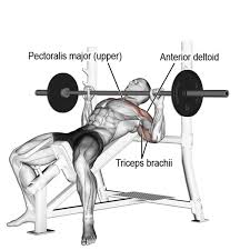 Incline Bench Press Exercises Workouts Sam S Fitness