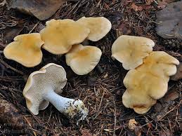 Image result for Hylodesmum repandum