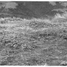 Image result for Asterochaete angustissima