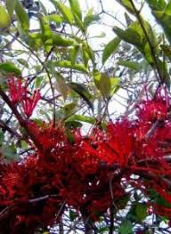 Image result for Disperis dicerochila