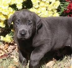 This is chocolate lab puppies 2017 by laurel drain on vimeo, the home for high quality videos and the people who love them. Labrador Puppies For Adoption Near Me Posts Facebook