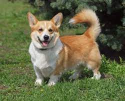 Check spelling or type a new query. Best Corgi Rescues In Colorado 2021 We Love Doodles