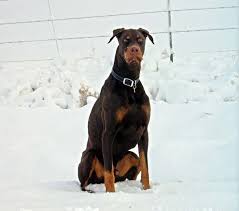 From the most prestigious international litters. Akc Red Black Doberman Puppies Ls1tech Camaro And Firebird Forum Discussion