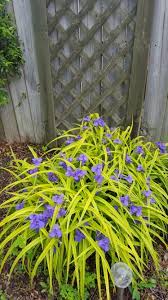 Magical, meaningful items you can't find anywhere else. Need Help Identifying This Ornamental Grass With Purple Flowers That Close After Early Morning Gardeni Ornamental Grasses Purple Flowers Garden Purple Flowers