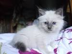 Jahaad | Birman Breeder in Warrenton, VA - Kittens for Sale