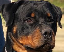We offer 100% breeder support and encourage our buyers to stay in contact when they feel the need to do so. Central California German Rottweilers