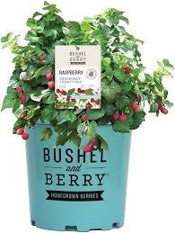 Sep 13, 2019 · red raspberry: Amazon Com Bushel And Berry Raspberry Shortcake Dwarf Red Raspberry Rubus Raspberry Shortcake 2 Gallon Garden Outdoor