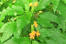 Image result for Crossandra nilotica