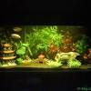 For a sensational fish aquarium, you'll find ornaments that resemble tree stumps and driftwood, creating a natural landscape within your fish tank. 3