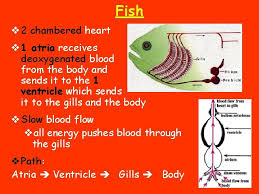 Biology q&a library how many chambered heart does fish have? Circulatory System Headings Vocabulary Important Info Functions Of
