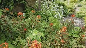 Image result for Geigeria filifolia