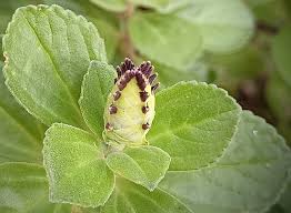 Image result for Coleus neochilus