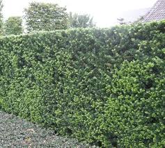 Hedge plant spacing if in doubt, 3 plants per metre is the ideal spacing for almost all hedge plants. Buy Japanese Holly Hedging Ilex Crenata Hopes Grove Nurseries