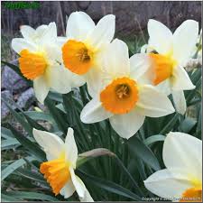 Sempre Avanti 2 W O De Graaff Bros 1938 The Netherlands Br Span Class Ds Text Photo 30 192 Apr 30 2015 Kevin Inka Daffodils Flowers Text On Photo