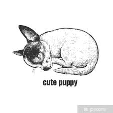 Cuscino arredo con disegno gatto, colore azzurro e retro colore rosso, sfoderabile. Cuscino Decorativo Il Cucciolo Sta Dormendo Razza Di Cane Chihuahua Disegno A Mano In Bianco E Nero Di Un Animale Domestico Pixers Viviamo Per Il Cambiamento