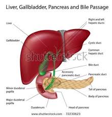 The liver is the body's chemical factory. Liver Diagram Healthiack