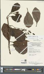 Image result for Tetracera alnifolia