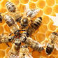 Beginner Beekeeping Class