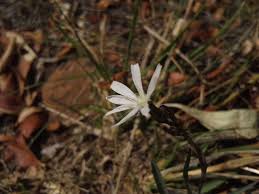 Image result for Lactuca inermis