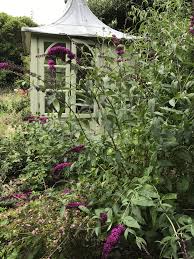 Image result for Gnidia burchellii