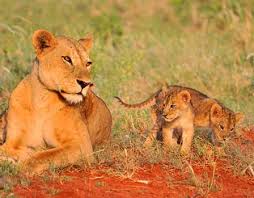 Image result for Stylochaeton borumensis