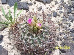 Image result for Sclerochiton coeruleus