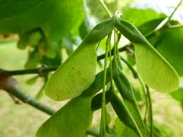 Image result for Aceraceae