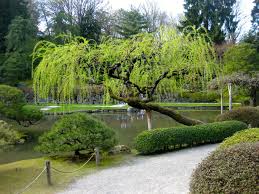 Image result for Salix babylonica