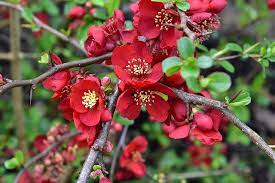 Please complete your information below to creat an account. Japanese Quince Chaenomeles Japonica Bonsai Seeds The Bonsai Tool Supply Company Of Canada